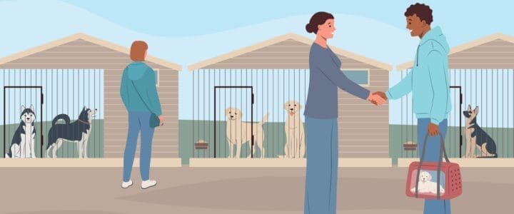 HMRC investigating tax obligations of those who breed and sell animals 